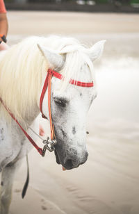 Close-up of horse standing on field