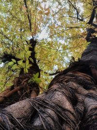 Low angle view of horse on tree against sky