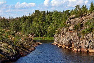 Scenic view of river amidst trees against sky