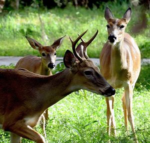 Portrait of deer on field