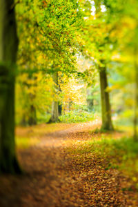 View of trees in sunlight