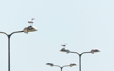 Low angle view of seagulls perching on street light