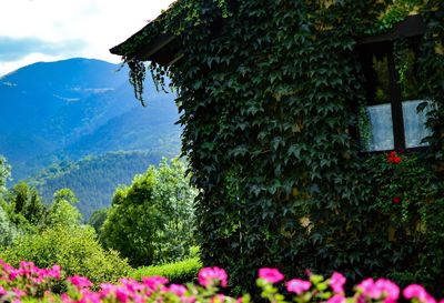 Scenic view of plants growing on mountain against sky