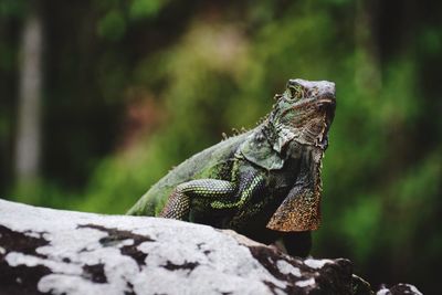 Close-up of lizard on tree