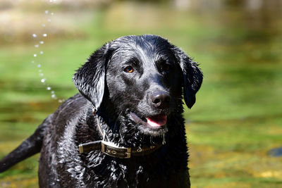 Close-up of a black labrador retriever standing in a river 
