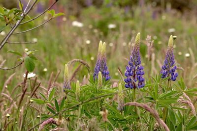 Close-up of purple flowers