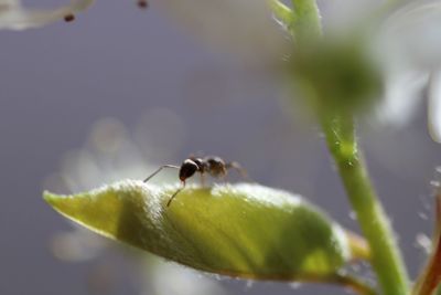 Close-up of insect on plant