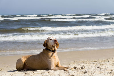 Hungarian hunting dog, magyar vizsla, lying on beach