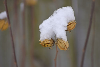 Close-up of white flower on snow