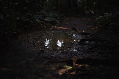 Reflection of leaves in puddle