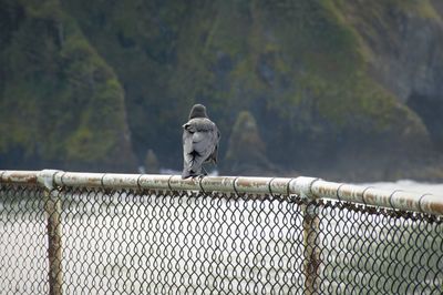 Bird perching on a fence