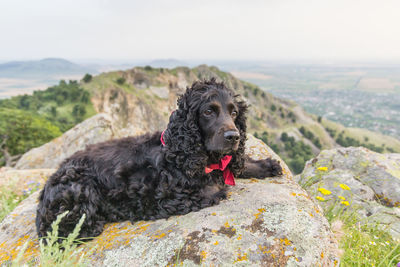 Black dog sitting on mountain against sky