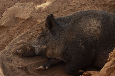 Close-up of pig