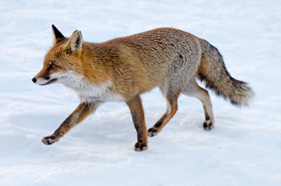 Side view of dog standing on snow field