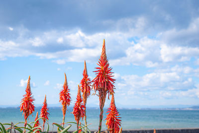 Close-up of red plant against sea