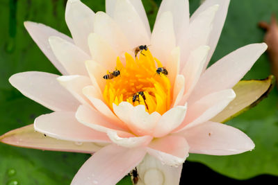 Close-up of insect on white flower