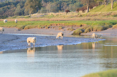 View of sheep drinking water in lake