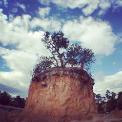 Low angle view of trees against sky