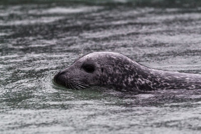 Close-up of seal swimming in sea