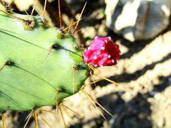 Close-up of pink flower