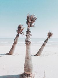 Trees at beach against sky