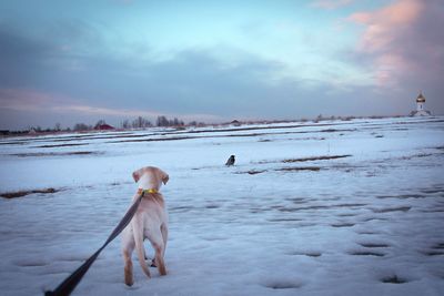 Dog standing on snowy landscape against cloudy sky at dusk