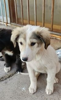 Portrait of white puppy