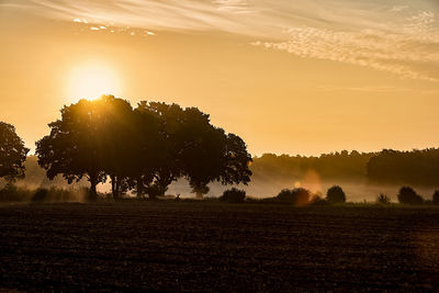 Trees on field against sky during sunset