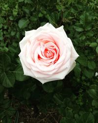 Close-up of rose blooming outdoors