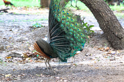 Peacock in a field