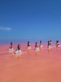 People on beach against clear blue sky