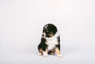 Portrait of a dog over white background