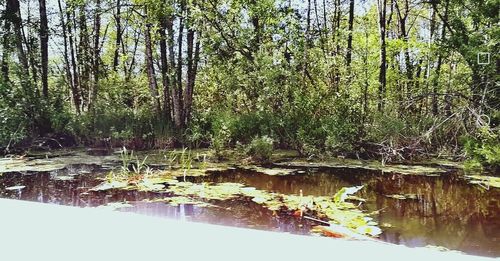 Scenic view of lake in forest