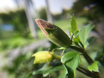 Close-up of grasshopper on plant