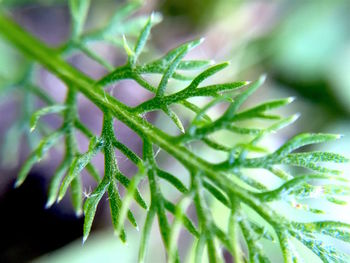 Close-up of water drops on plant