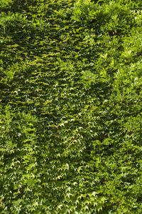 Full frame shot of plants