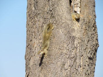 Low angle view of squirrel on tree trunk against sky