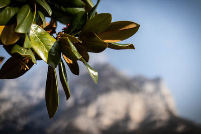 Close-up of plant against sky