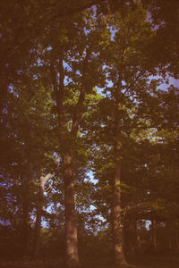 Low angle view of trees in forest