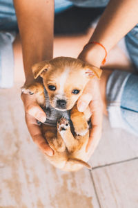 High angle view of hands holding puppy