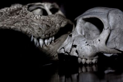 Close-up of animal skull