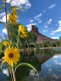 Close-up of yellow flowering plants by lake against sky