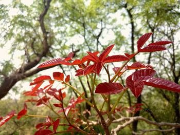 Low angle view of red leaves on tree