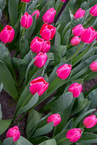 Close-up of pink flowering plants