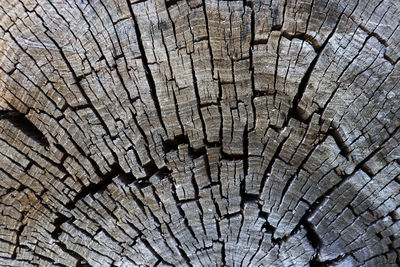 Full frame shot of tree stump