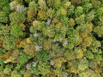 Full frame of trees growing in forest