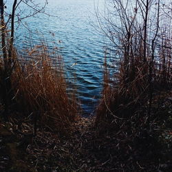 Reflection of trees in lake