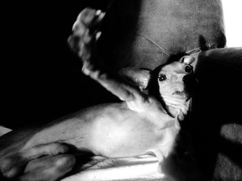 Close-up portrait of dog relaxing on bed