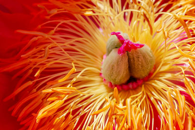 Full frame shot of yellow flowering plant