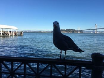 Seagull perching on sea against clear blue sky